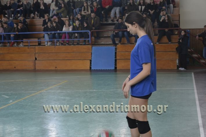 volley _1ogel-kassandra053